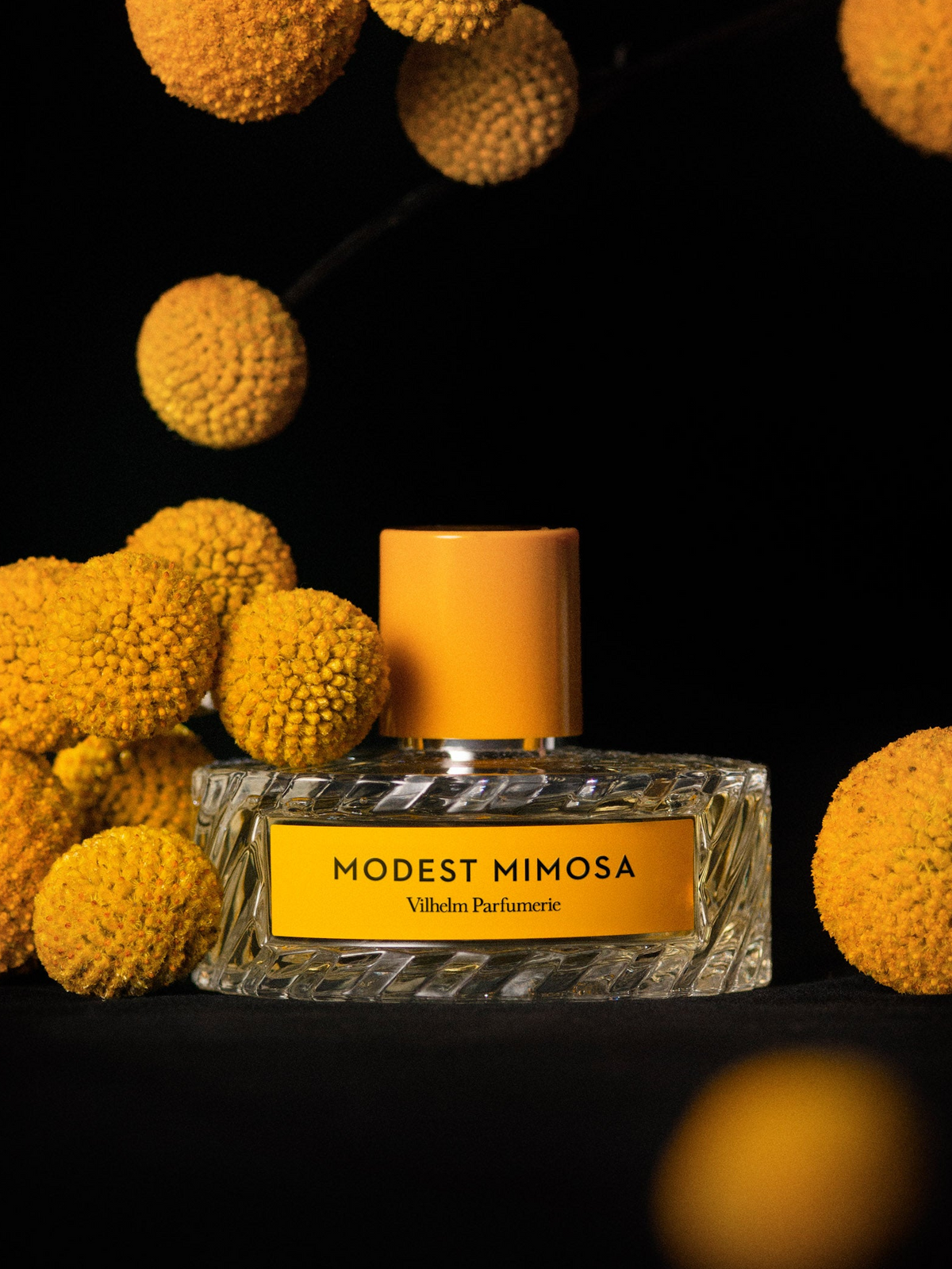MODEST MIMOSA
